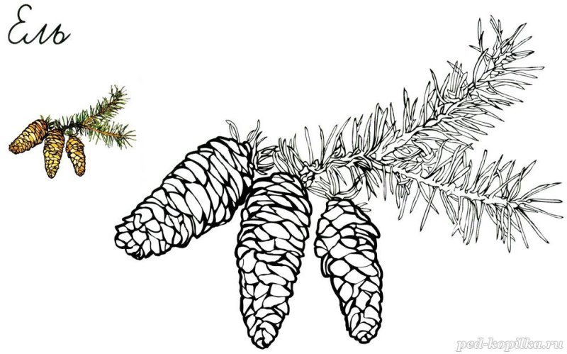 Ель раскраска