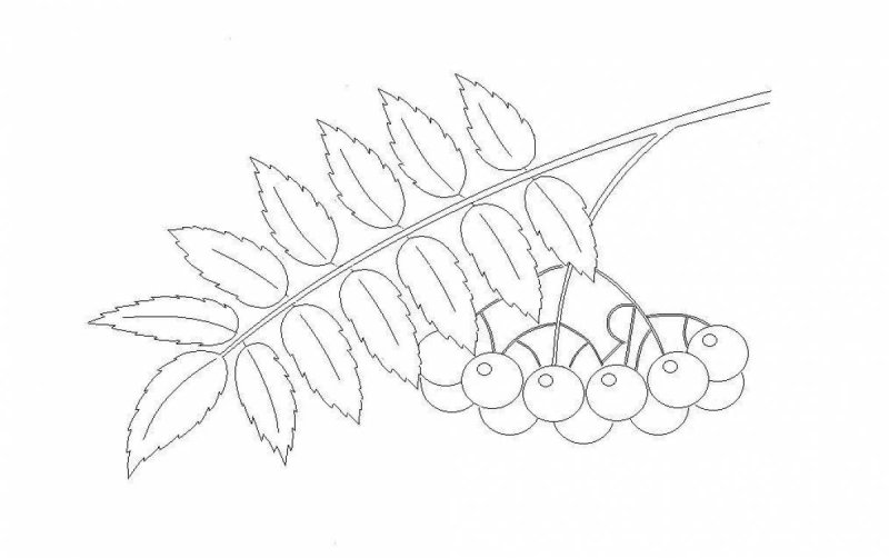 Рябина раскраска