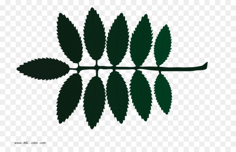 Лист рябины трафарет