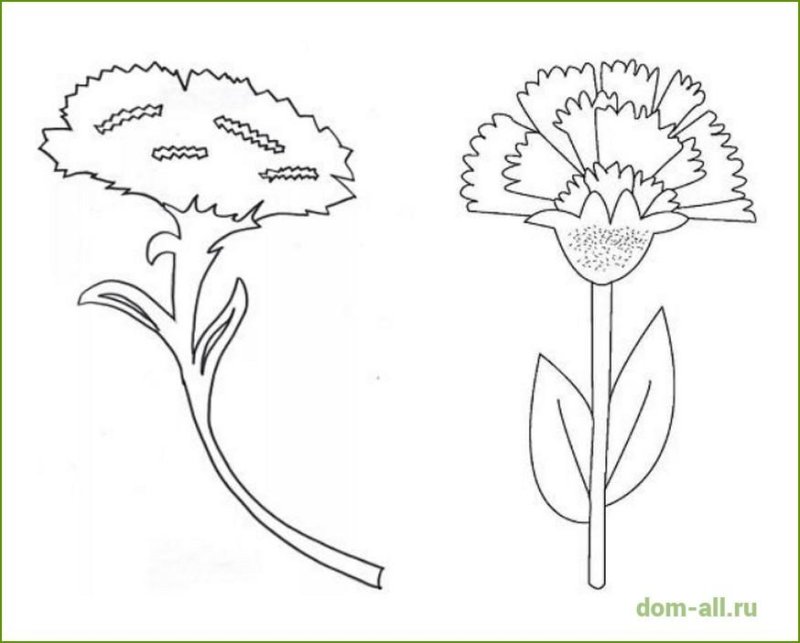 Гвоздики контур