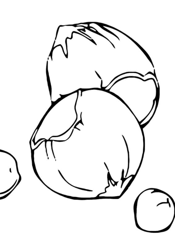 Лесной орех раскраска