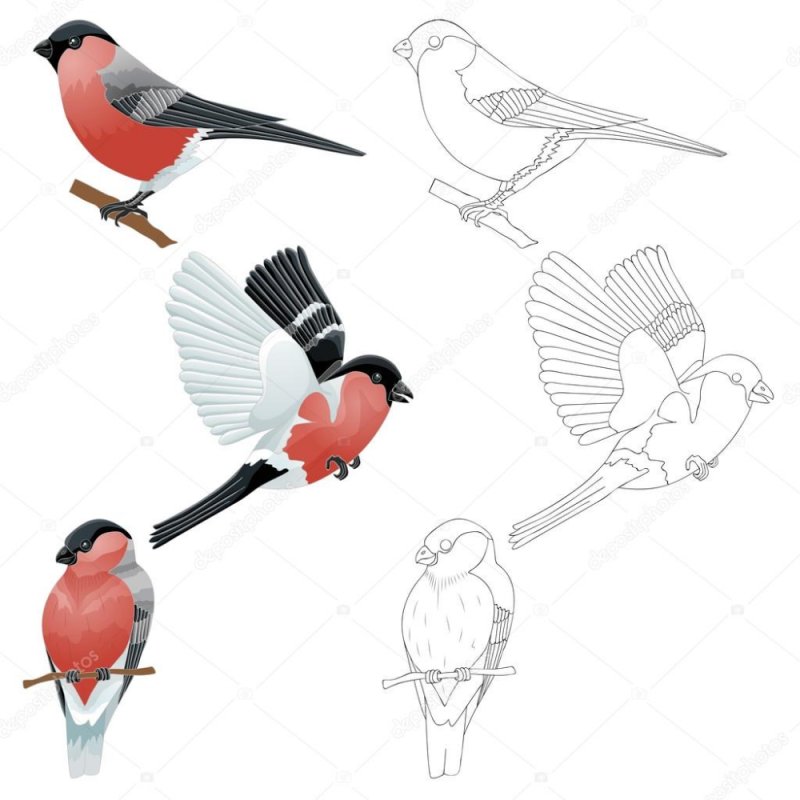 Снегирь в полете