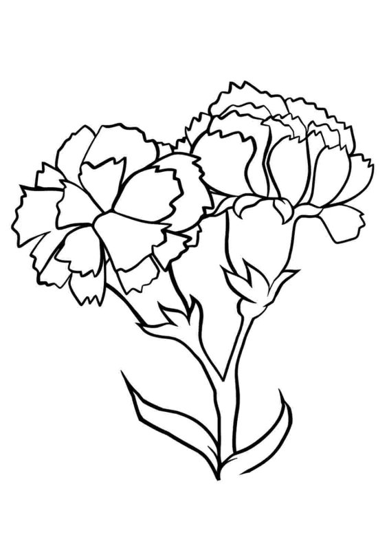 Гвоздики рисунок