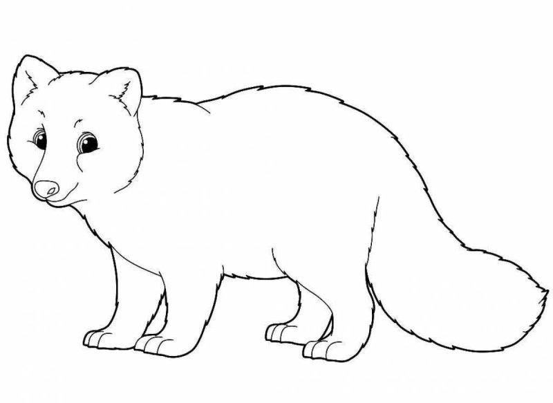 Животные Арктики раскраски для детей