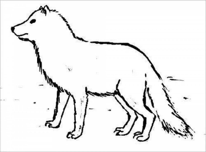 Песец раскраска для детей