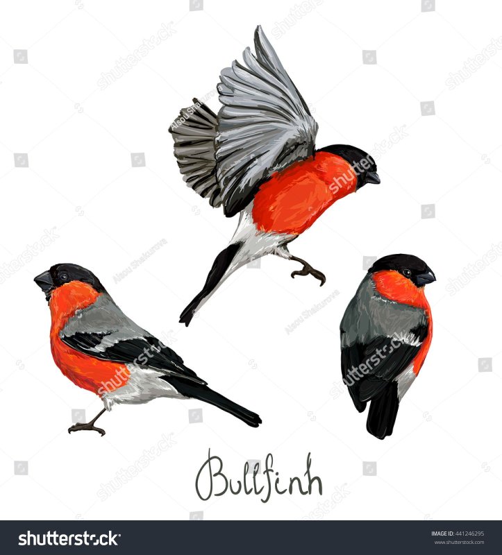 Снегирь картинка на прозрачном фоне