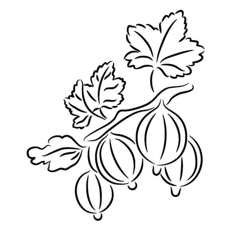 Ягоды раскраска для детей