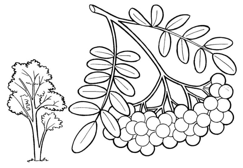 Кисть рябины раскраска