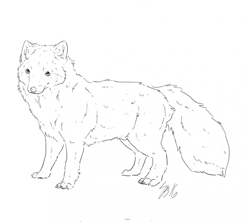 Песец рисунок