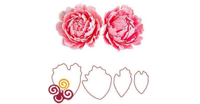 Лепесток пиона трафарет