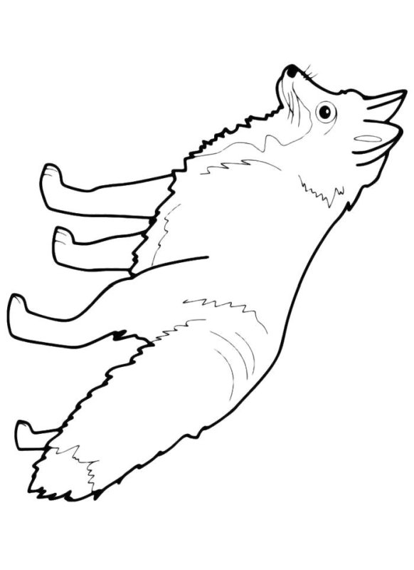 Песец раскраска для детей