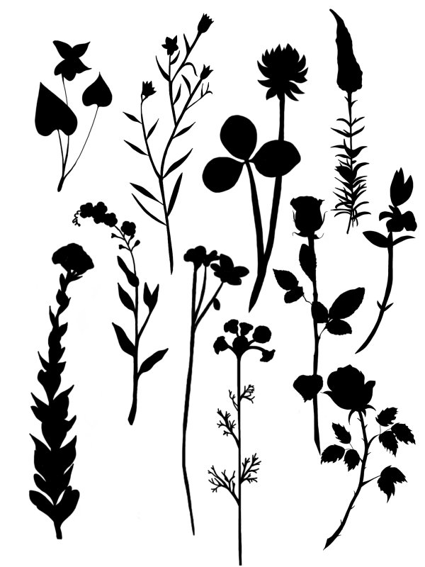 Силуэты трав и цветов