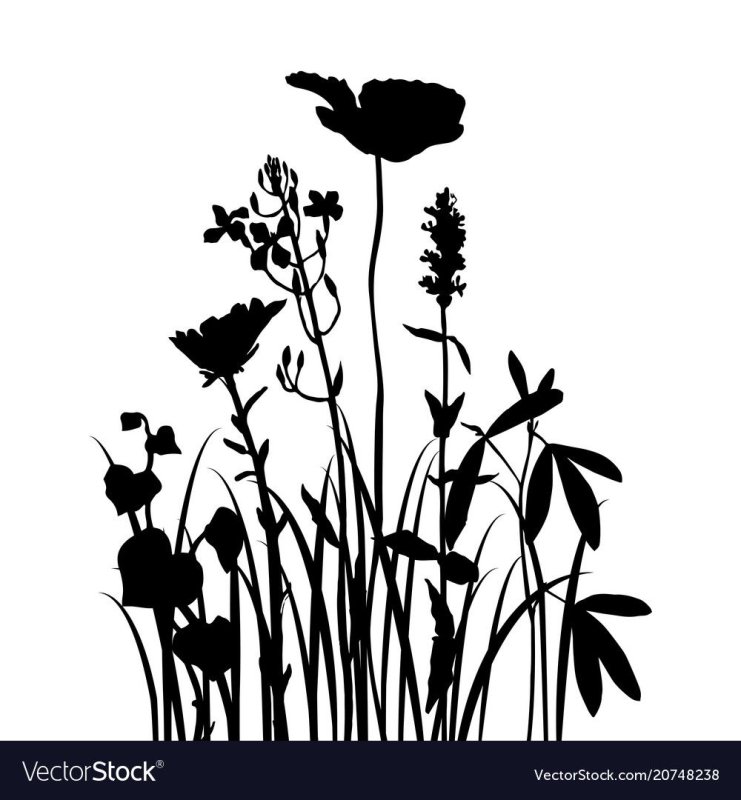 Силуэты трав и цветов
