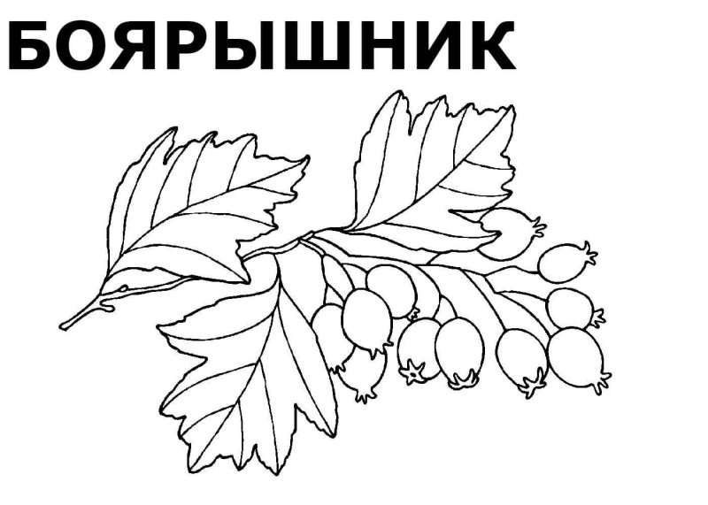 Ягоды раскраска для детей