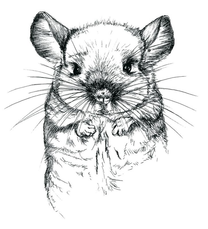 Шиншилла раскраска