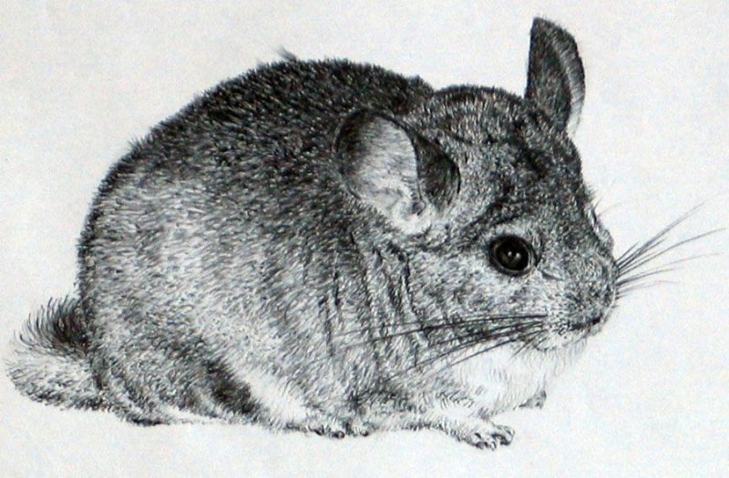 Шиншилла раскраска