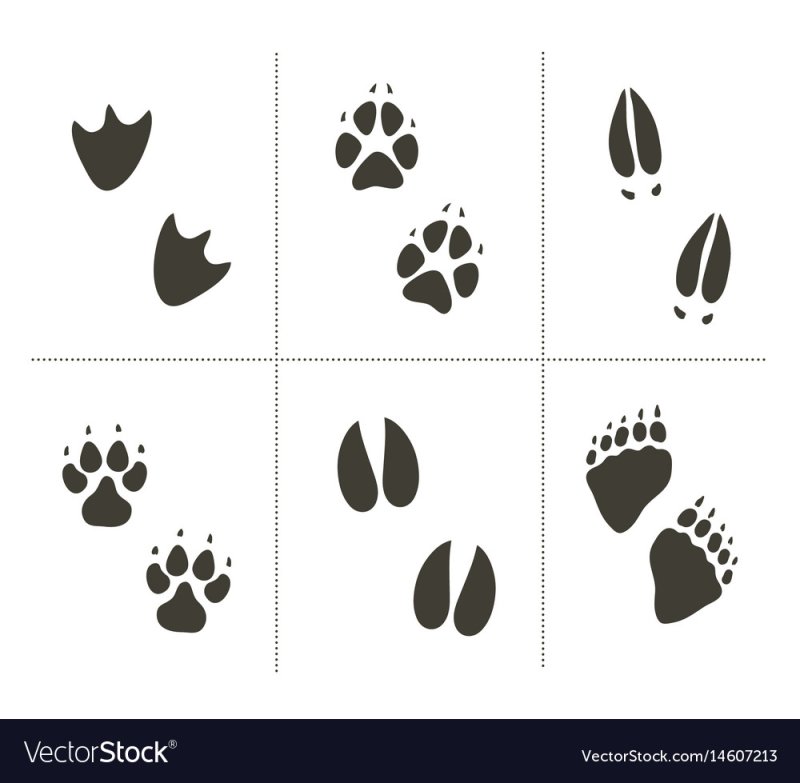 Следы различных животных