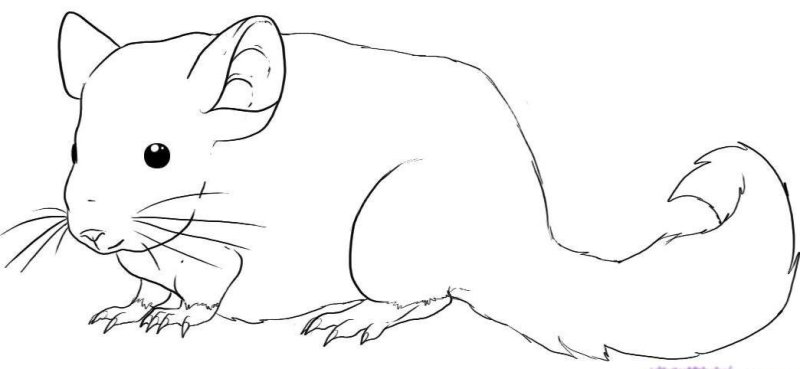 Шиншилла раскраска