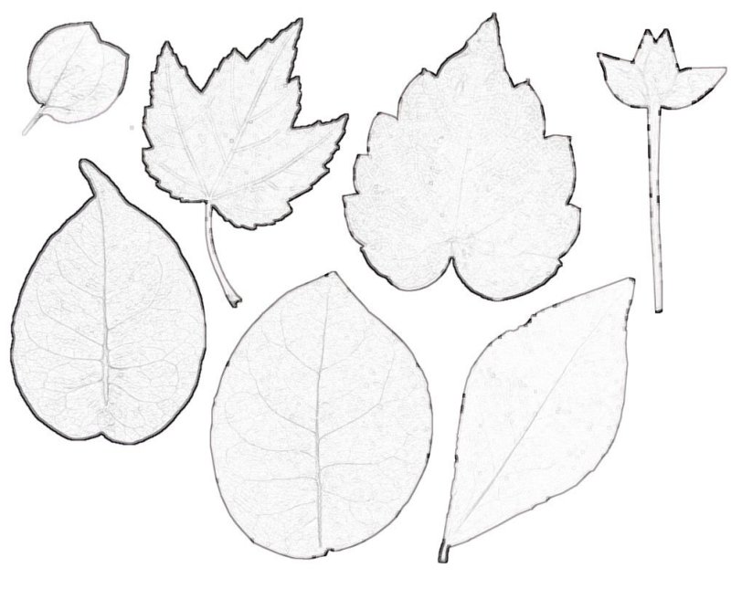Трафарет листьев цветов