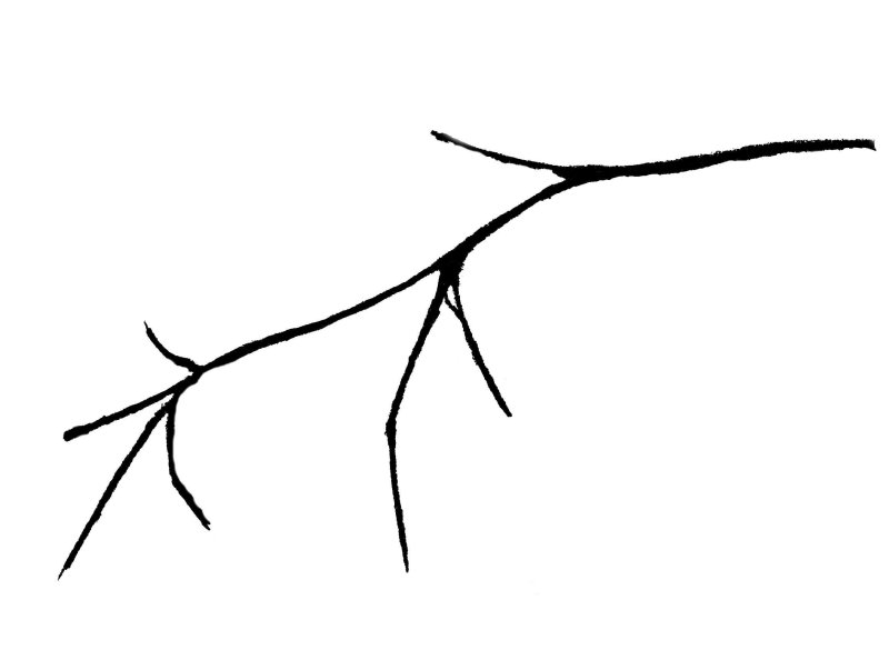 Ветка раскраска