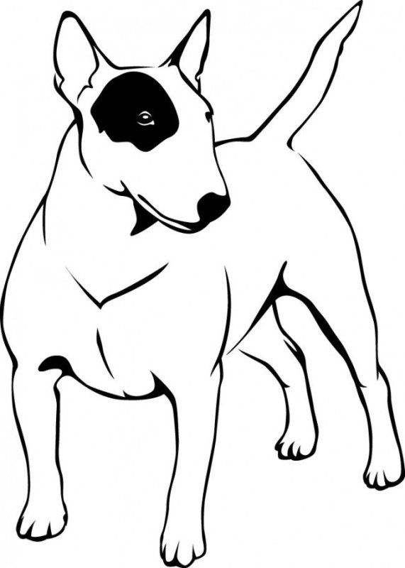 Бультерьер раскраска