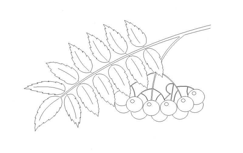 Ветка рябины рисунок