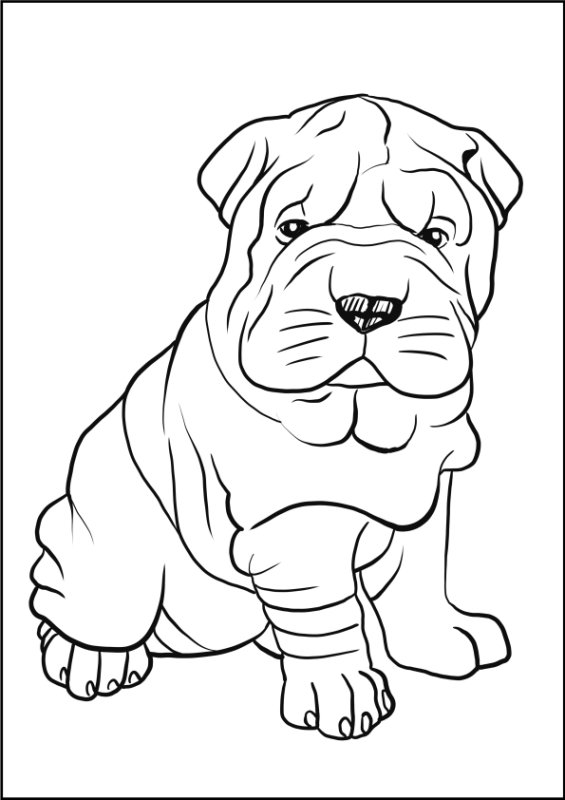 Шарпей раскраска