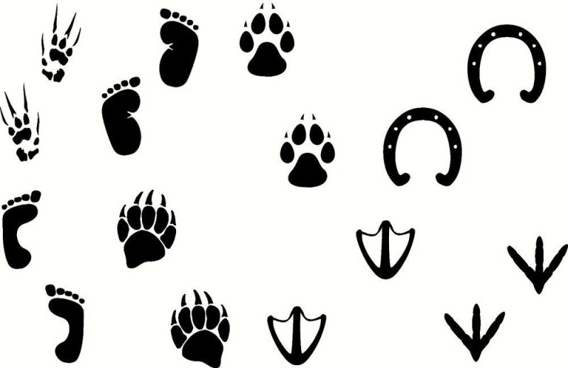 Следы разных зверей