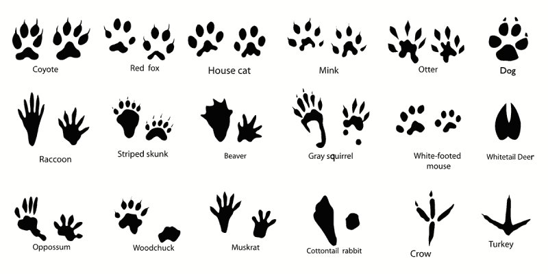 Следы животных средней полосы России