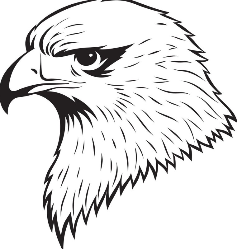 Контур головы орла