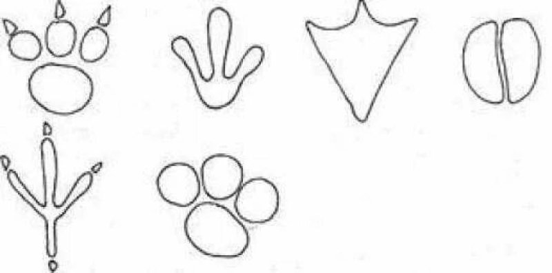 Следы животных раскраска для детей