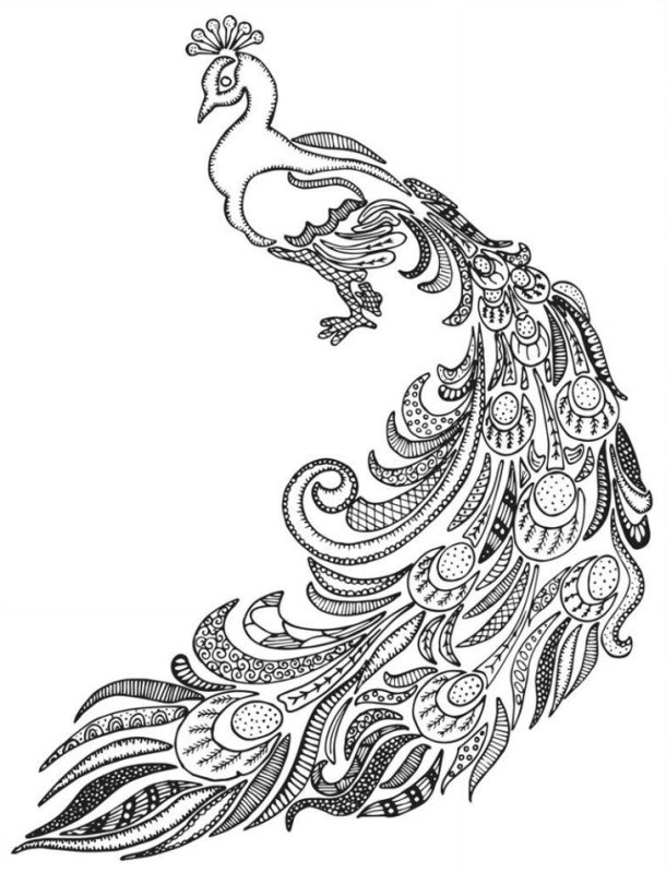 Павлин. Раскраска