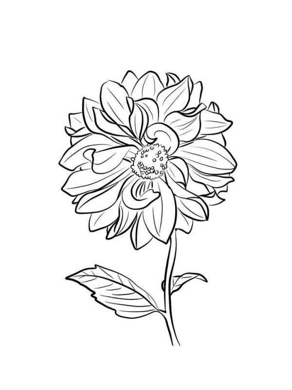 Раскраска георгин цветок