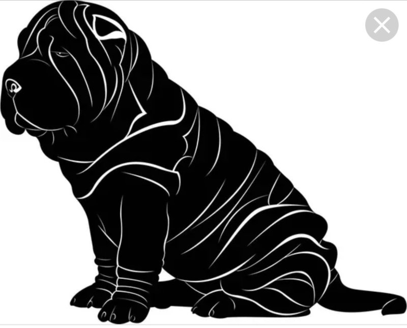 Шарпей в профиль