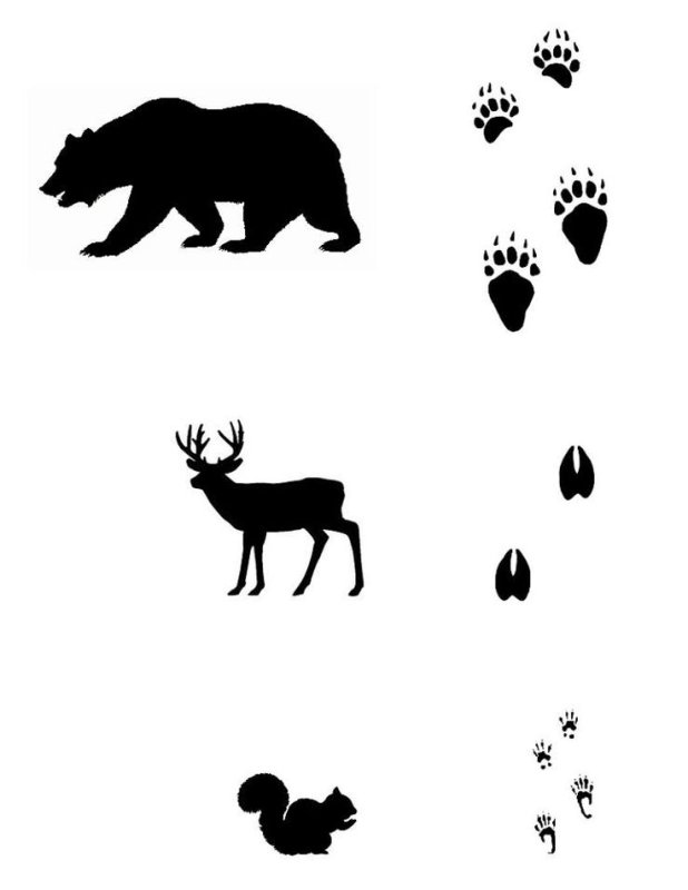 Следы диких животных Подмосковья
