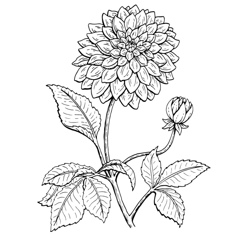 Георгин карандашом