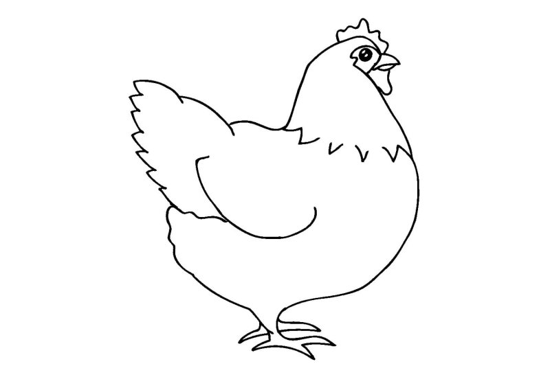 Курица раскраска для детей