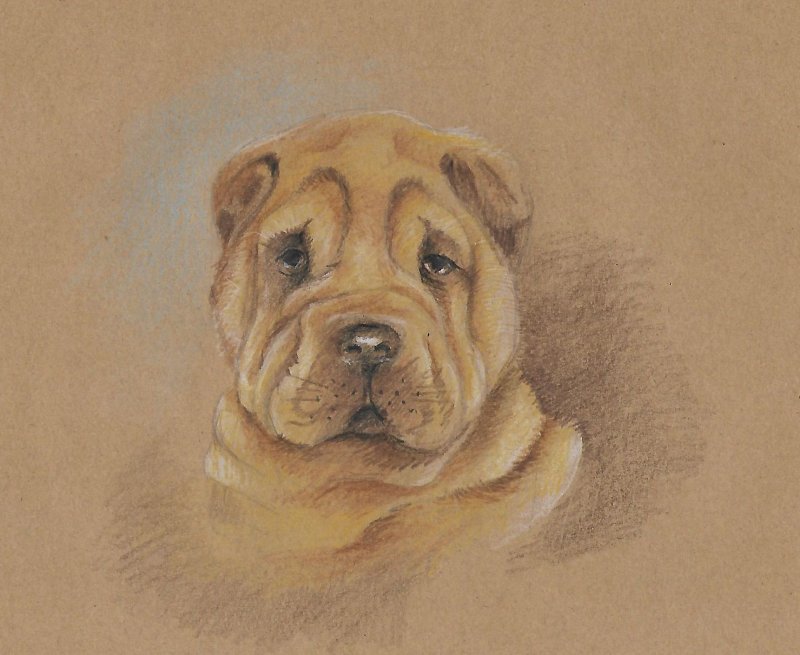 Рисунок шарпей щенок