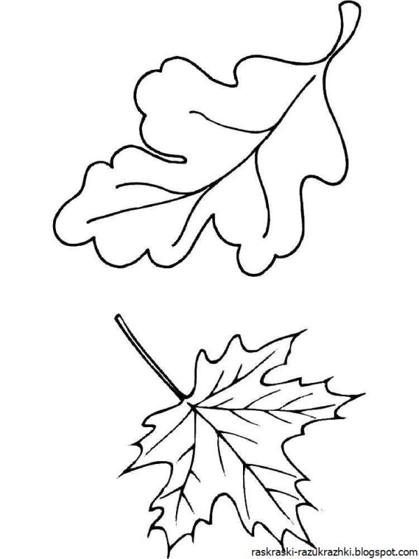 Листья деревьев раскраска