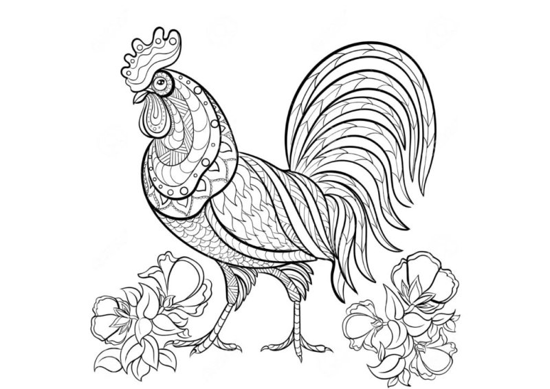 Петух раскраска