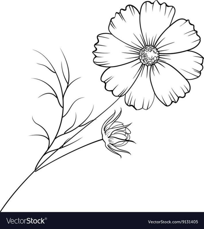 Цветок Лютик раскраска для детей