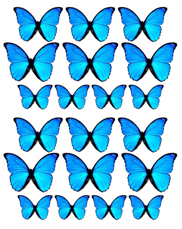 Много бабочек