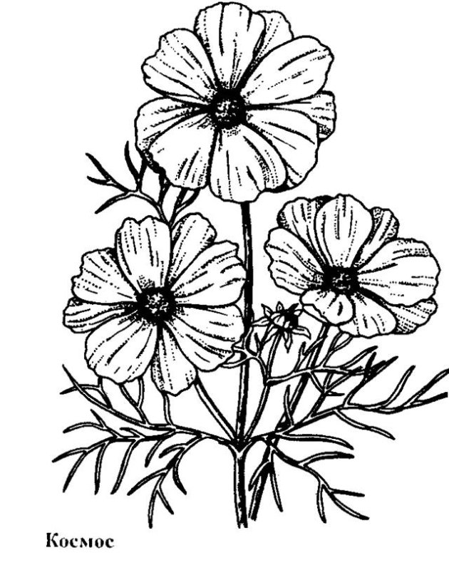 Гладиолус, петуния, космея