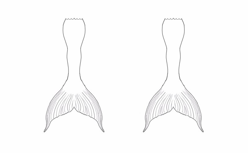 Хвост русалки трафарет