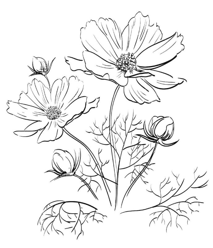 Пион тонколистный контур