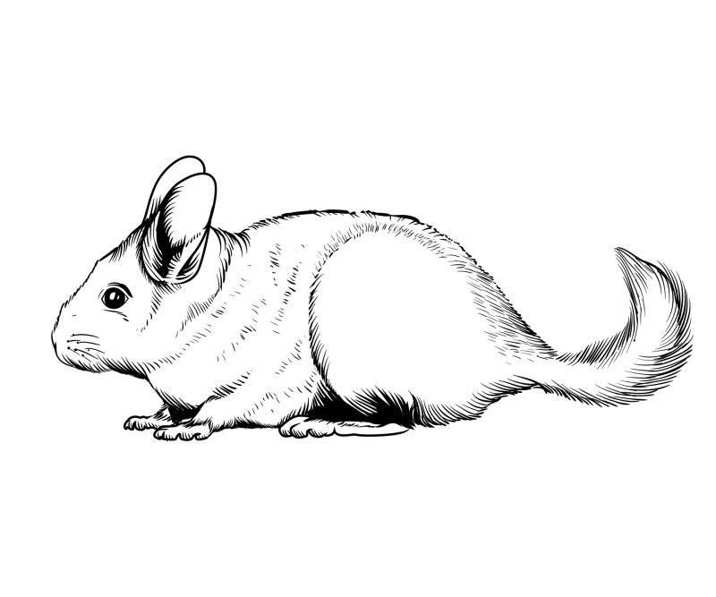 Шиншилла раскраска для детей