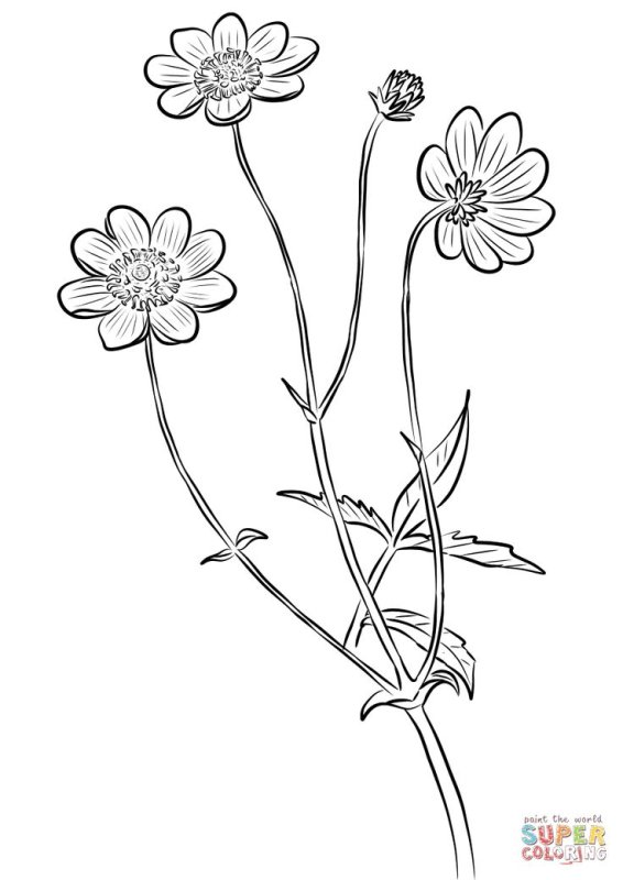 Полевые цветы карандашом