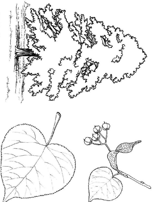 Дерево раскраска для детей