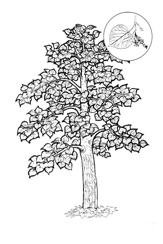 Дерево раскраска для детей