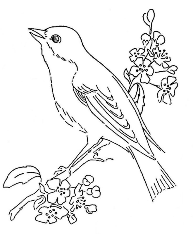 Птичка раскраска